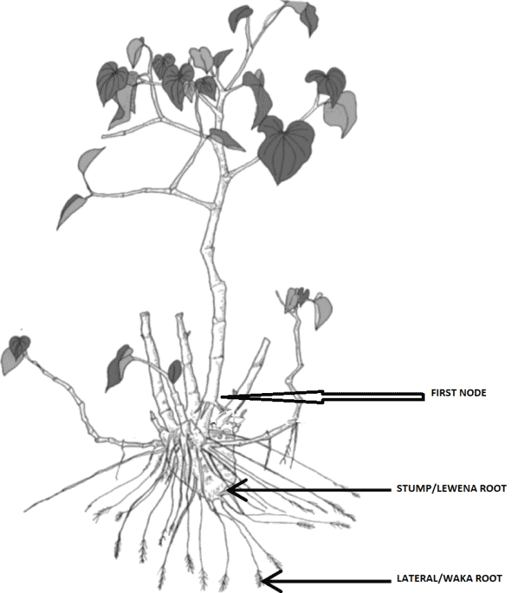 Noble Kava - Kava Australia